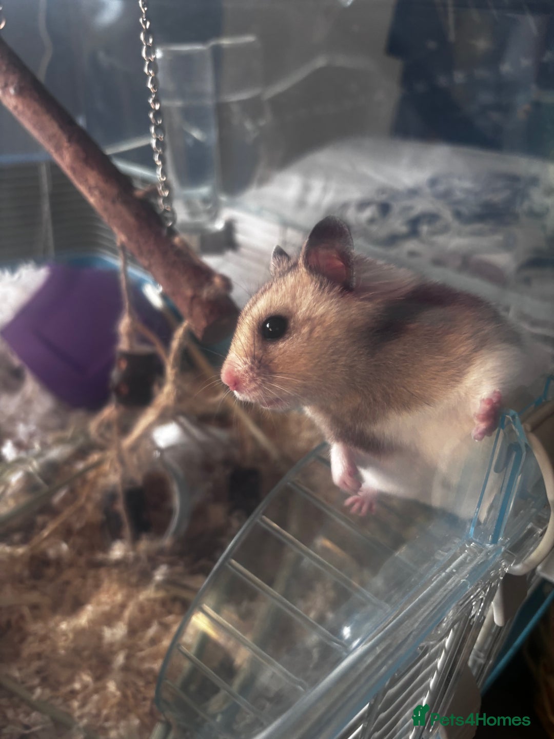 Hamster rodents for sale: Syrian Hamster  - Image 6