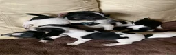 Jack Russell dogs for sale: Miniature jack russels - Advert 2