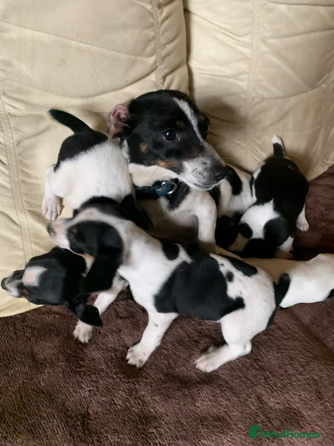 Jack Russell dogs for sale: Miniature jack russels - Advert 2