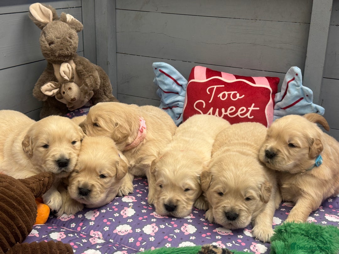 Golden Retriever dogs for sale: Top Class KC registered Golden Retrievers  - Advert 1