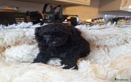 Miniature Poodle dogs for sale: KC REGISTERED MINIATURE POODLES - Image 7