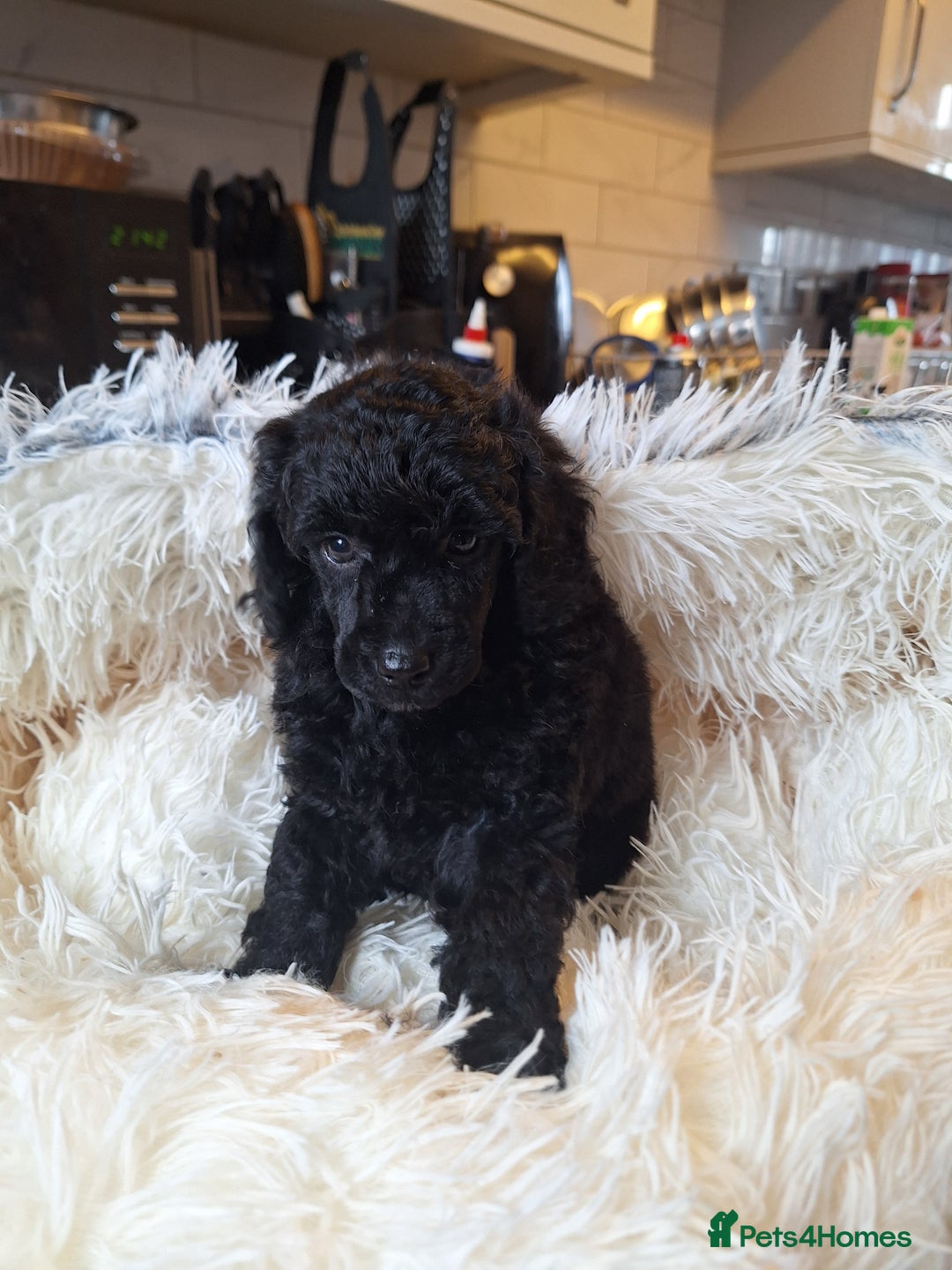 Miniature Poodle dogs for sale: KC REGISTERED MINIATURE POODLES - Image 7