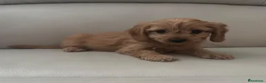 Cavapoo 2