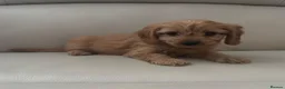 Cavapoo dogs for sale: Cavapoo puppies - Advert 6