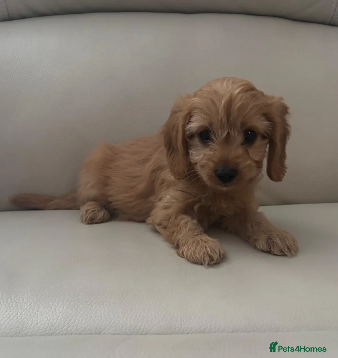 Cavapoo dogs for sale: Cavapoo puppies - Advert 16