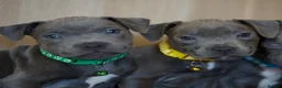Staffordshire Bull Terrier dogs for sale: Staffordshire bull terrier puppies 🥰 - Advert 18