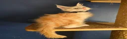 Maine Coon cats for sale: Tica MaineCoon  - Advert 18