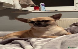 Chihuahua dogs for stud: Beautiful short haired chihuahua ready for stud..  - Image 5