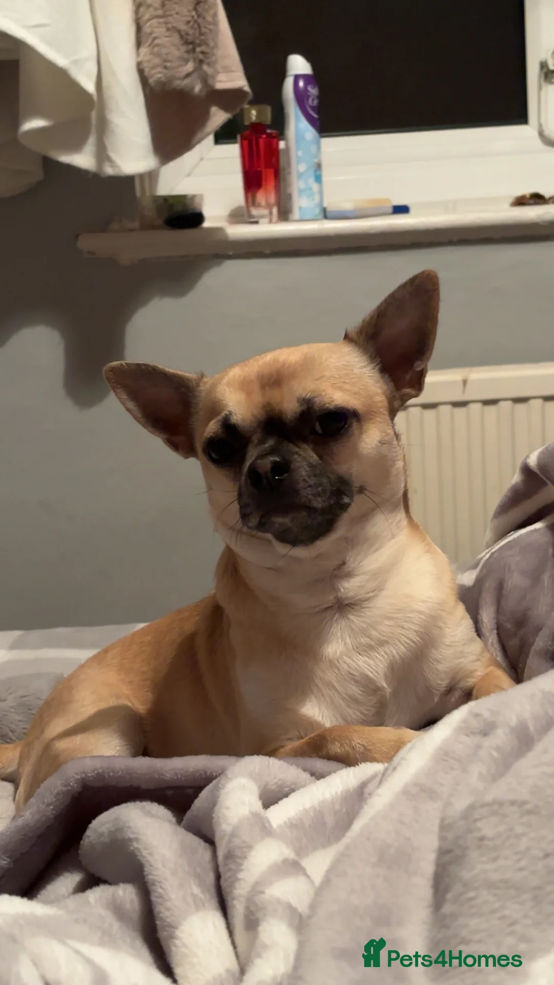 Chihuahua dogs for stud: Beautiful short haired chihuahua ready for stud..  - Advert 5