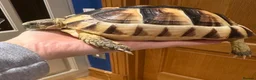 Tortoise reptiles for sale: Marginated Tortoise with full setup  - Advert 4