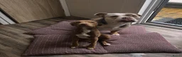 Staffordshire Bull Terrier dogs for sale: 5 month old puppy  - Advert 3