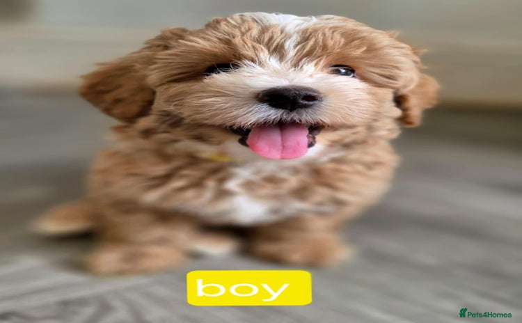 Maltipoo dogs - Advert 6