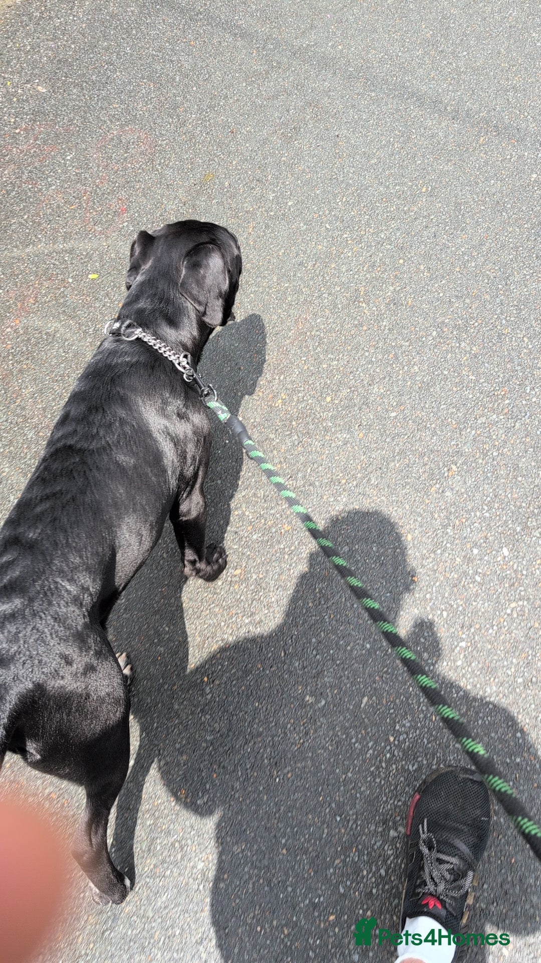 Mixed Breed dogs for sale: Needs a loving home  - Image 14