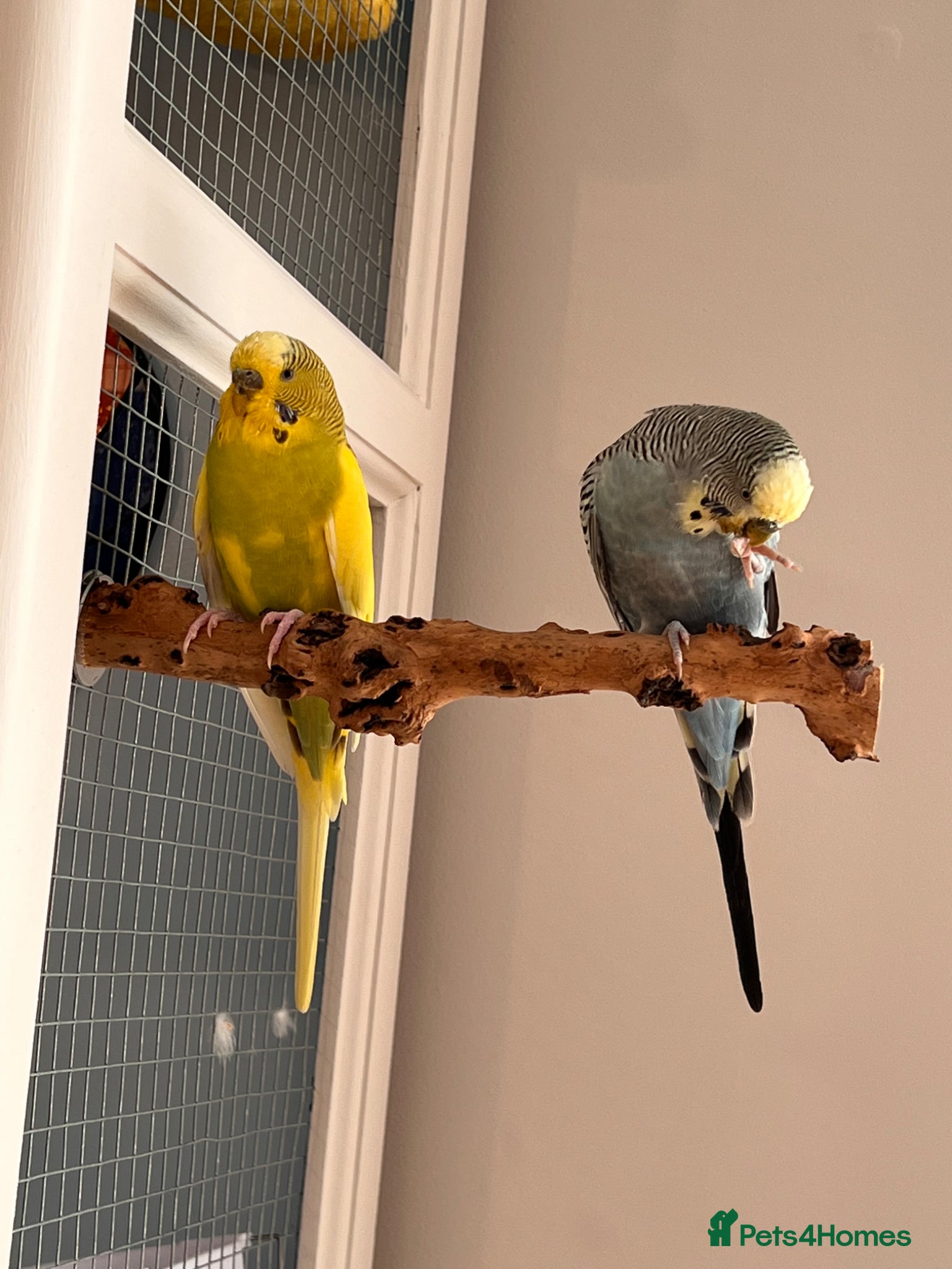 Budgerigars birds Budgies for Sale – Loving Home Needed 🐦 - Advert 2