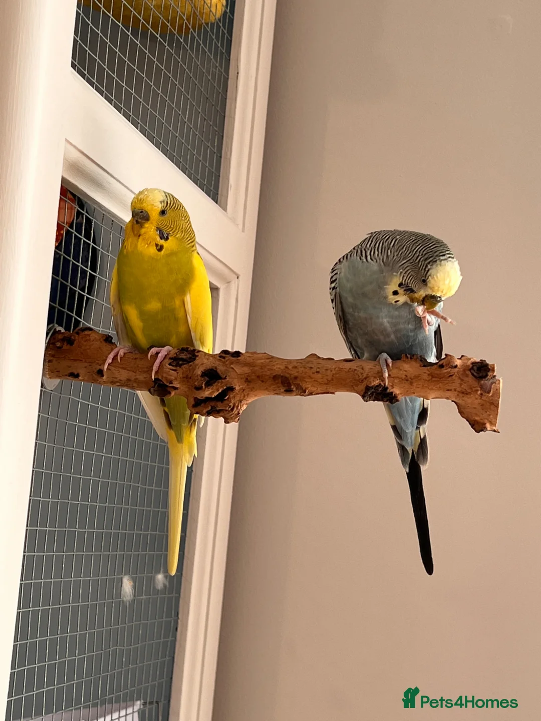 Budgerigars birds for sale: Budgies for Sale – Loving Home Needed 🐦 in Dunmow - Advert 2