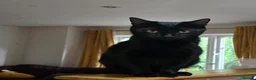Mixed Breed cats for sale: Urgent, three lovely cats 🐈  - Advert 2