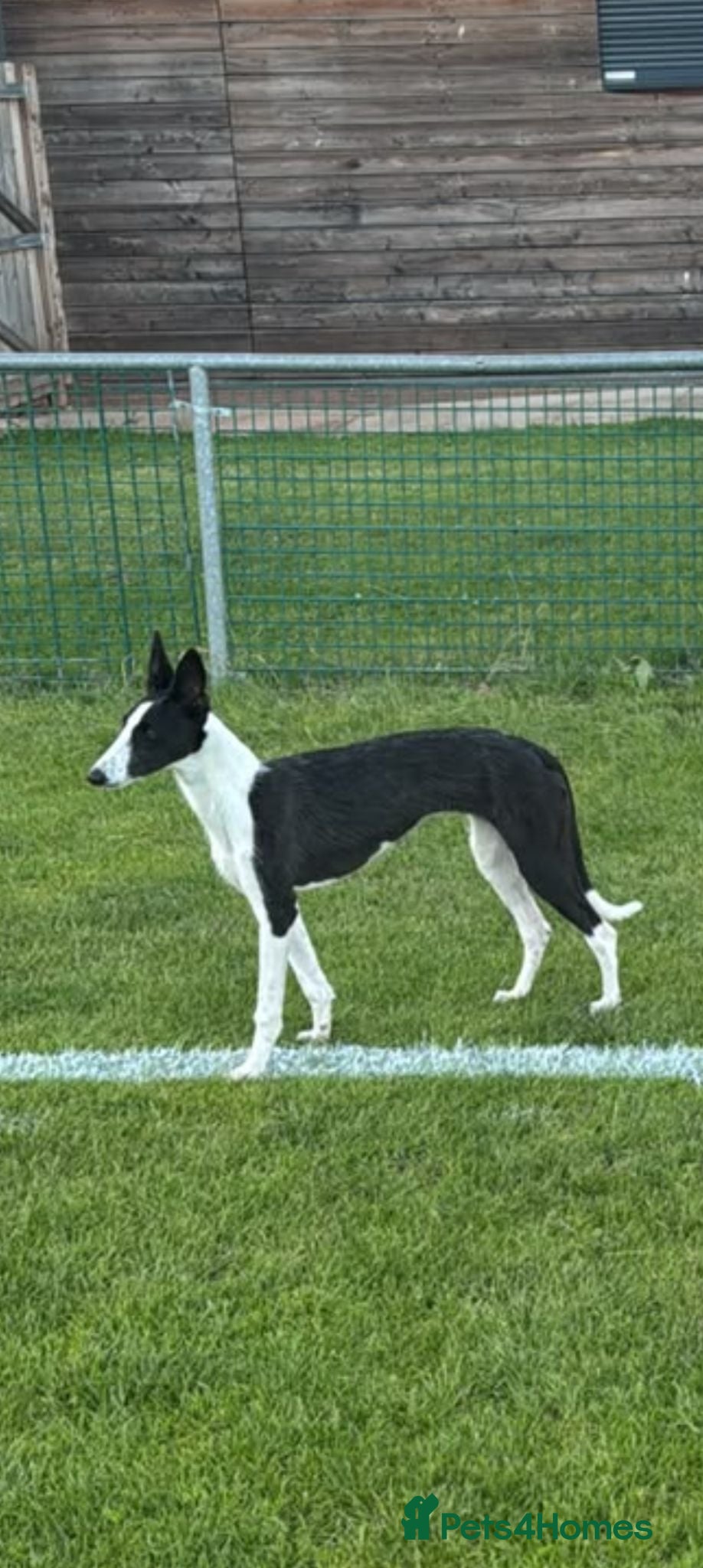 Mixed Breed dogs Whippet/Lurcher - Advert 2
