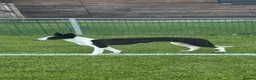 Mixed Breed dogs for sale: Whippet/Lurcher in Tranent - Advert 1