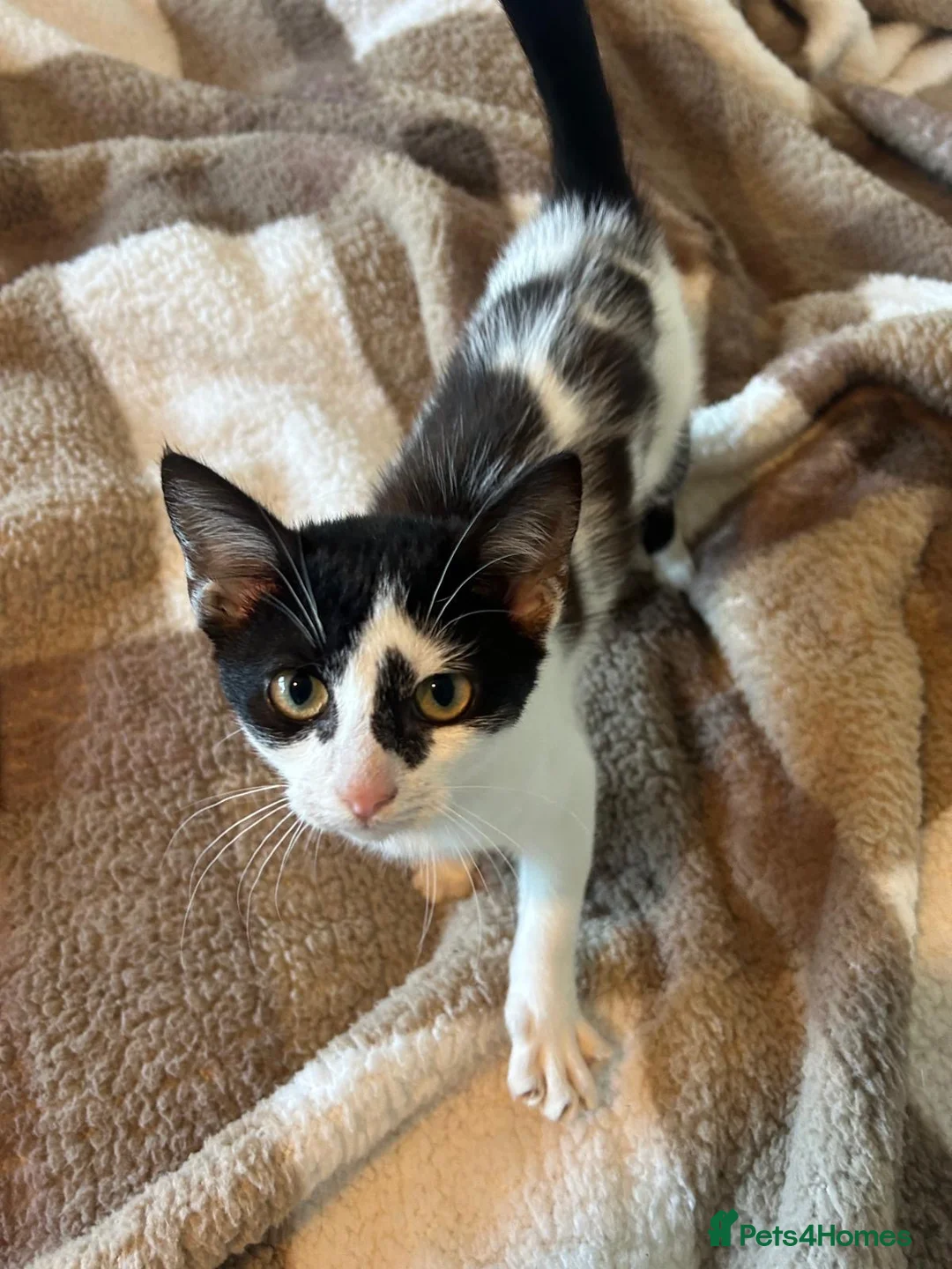 Domestic Shorthair cats for sale: Brother and Sister Kittens - Advert 3
