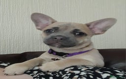 Mixed Breed dogs for sale: 🐶 Lovely Frenchie x Chihuahua Puppies - Image 8