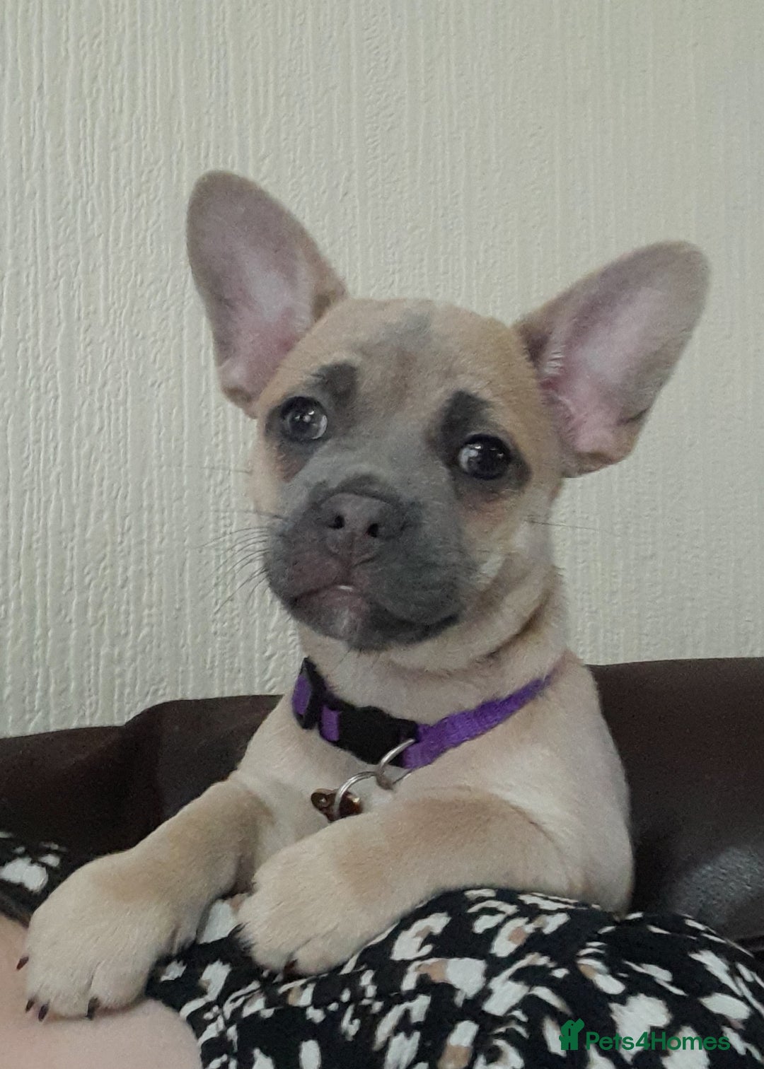 Mixed Breed dogs for sale: 🐶 Lovely Frenchie x Chihuahua Puppies - Image 8