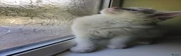 Ragdoll cats for sale: Last boy - Advert 7