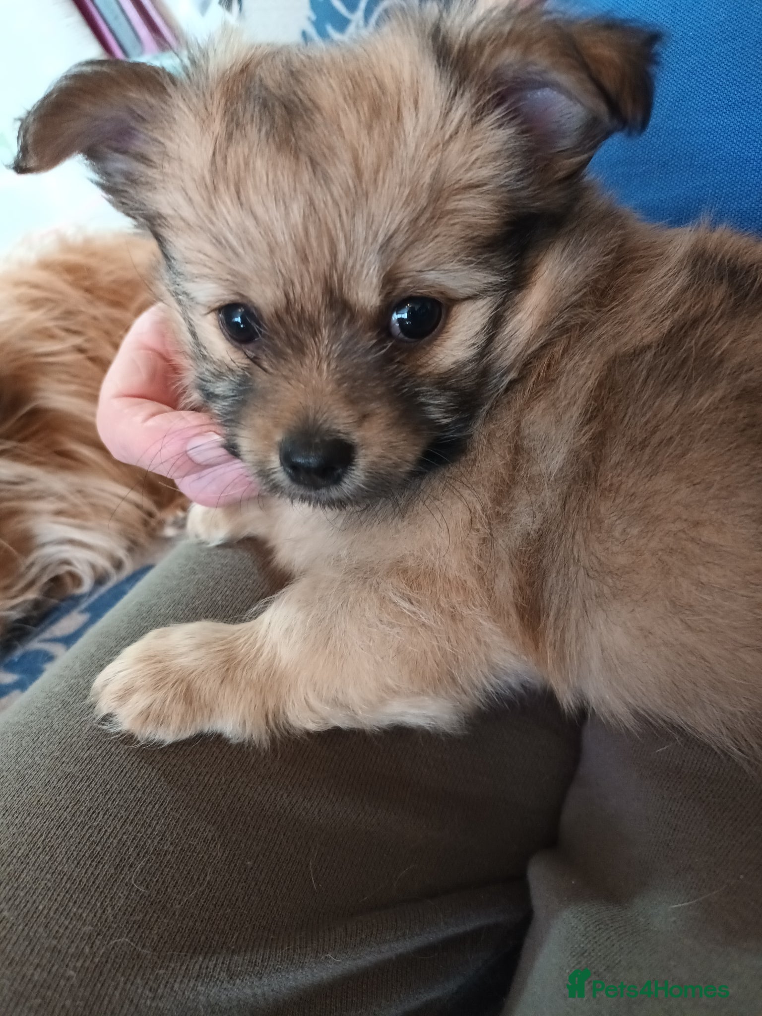 Mixed Breed dogs Adorable fluffy lasapom - Advert 4
