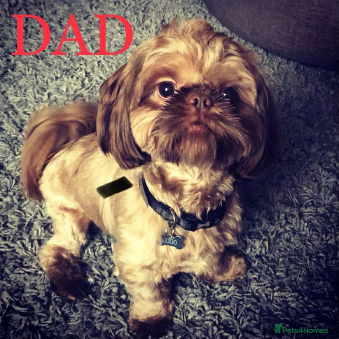 Shih Tzu dogs for sale: Beautiful Karashishi Imperial Shih Tzu Puppies  - Advert 7