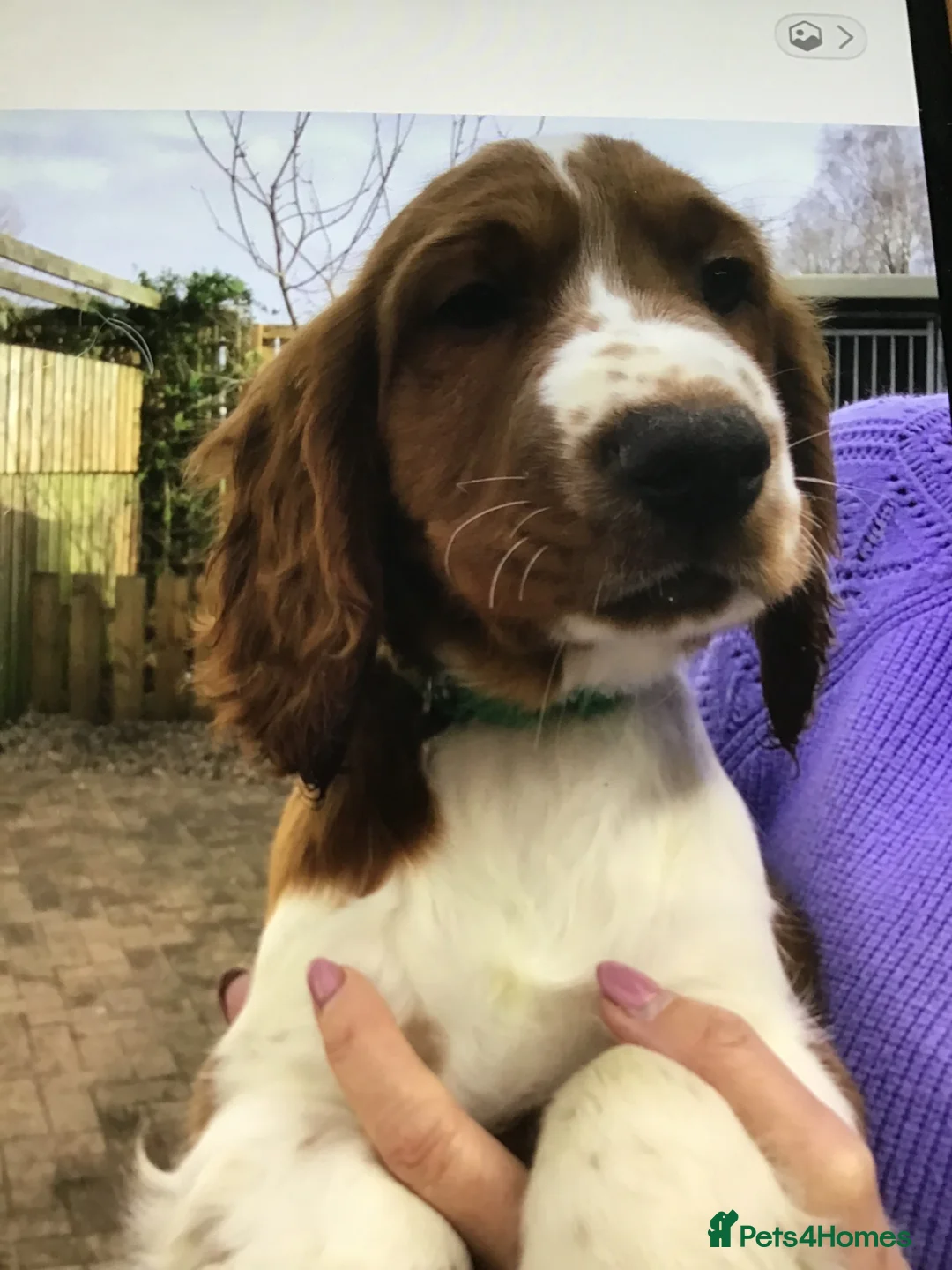 Welsh Springer Spaniel dogs for sale: FEMALE WELSH SPRINGER SPANIEL  - Advert 2