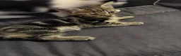 Mixed Breed cats for sale:  Adorable Kittens Looking for Their Forever Homes - Advert 17