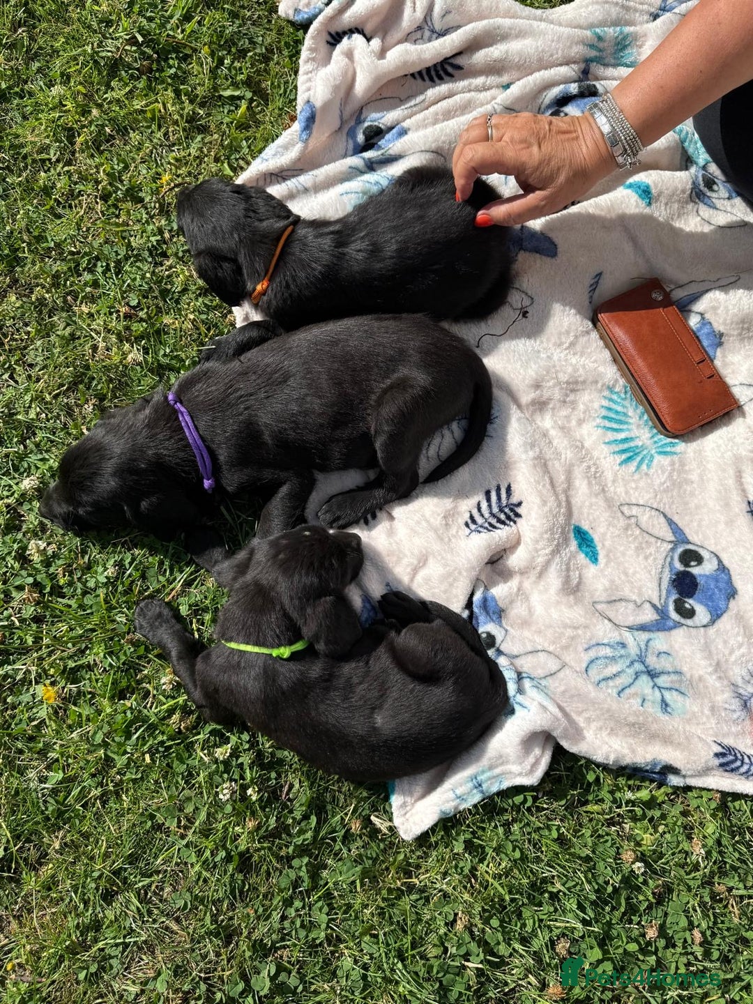 Labrador Retriever dogs for sale: KC Registered Black Labrador Pups 🐾 - Image 36