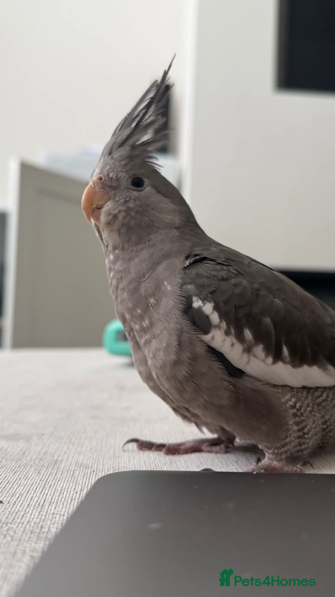 Cockatiels birds for sale: Grey Cockatiel in Manchester - Advert 2