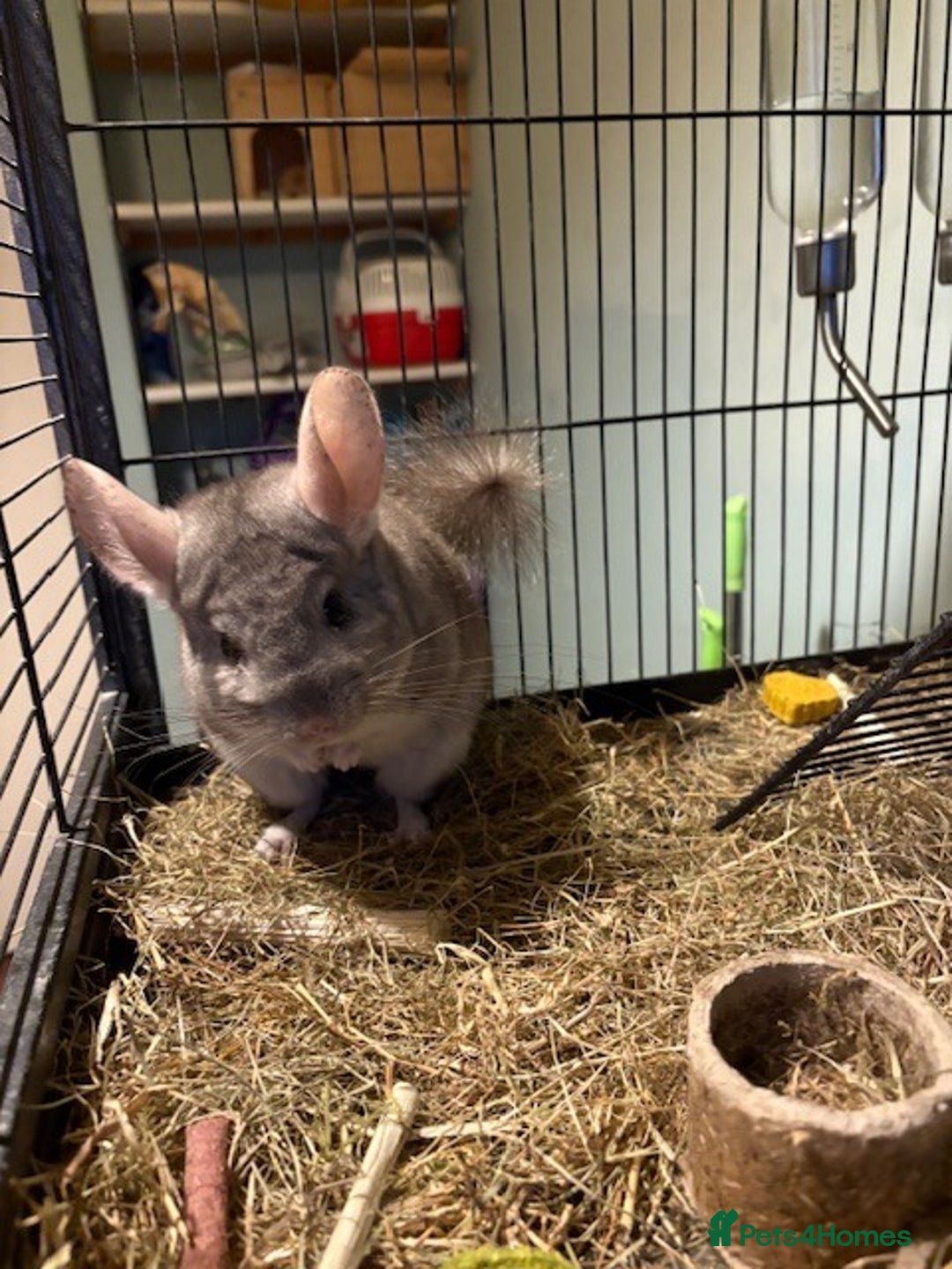 Chinchilla rodents for sale: 2 bonded male chinchillas - Image 18