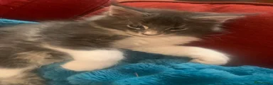 Maine Coon Kitten 1