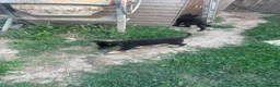 German Shepherd dogs for sale: Straight back German shepherd puppys - Advert 3