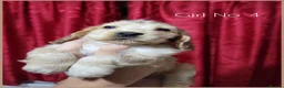 Cocker Spaniel dogs for sale: KC Sired Show Cocker Spaniels puppies| Champ Lines - Advert 14