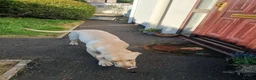 Labrador Retriever dogs for sale: 4 Month old gold lab for sale - Advert 5
