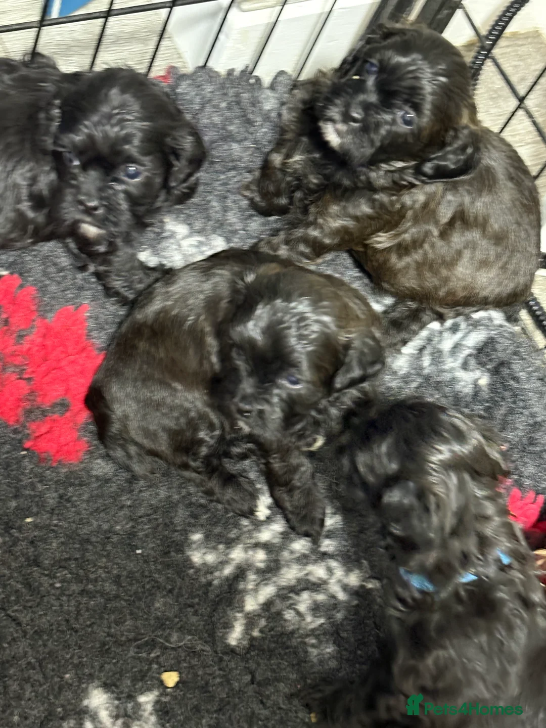 Shihpoo dogs for sale: Shihpoo f1 puppies  🩷🩷 - Advert 3