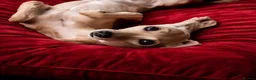 Italian Greyhound dogs for stud: 👑🐕Italian Greyhound stud dog available ✨ - Advert 3