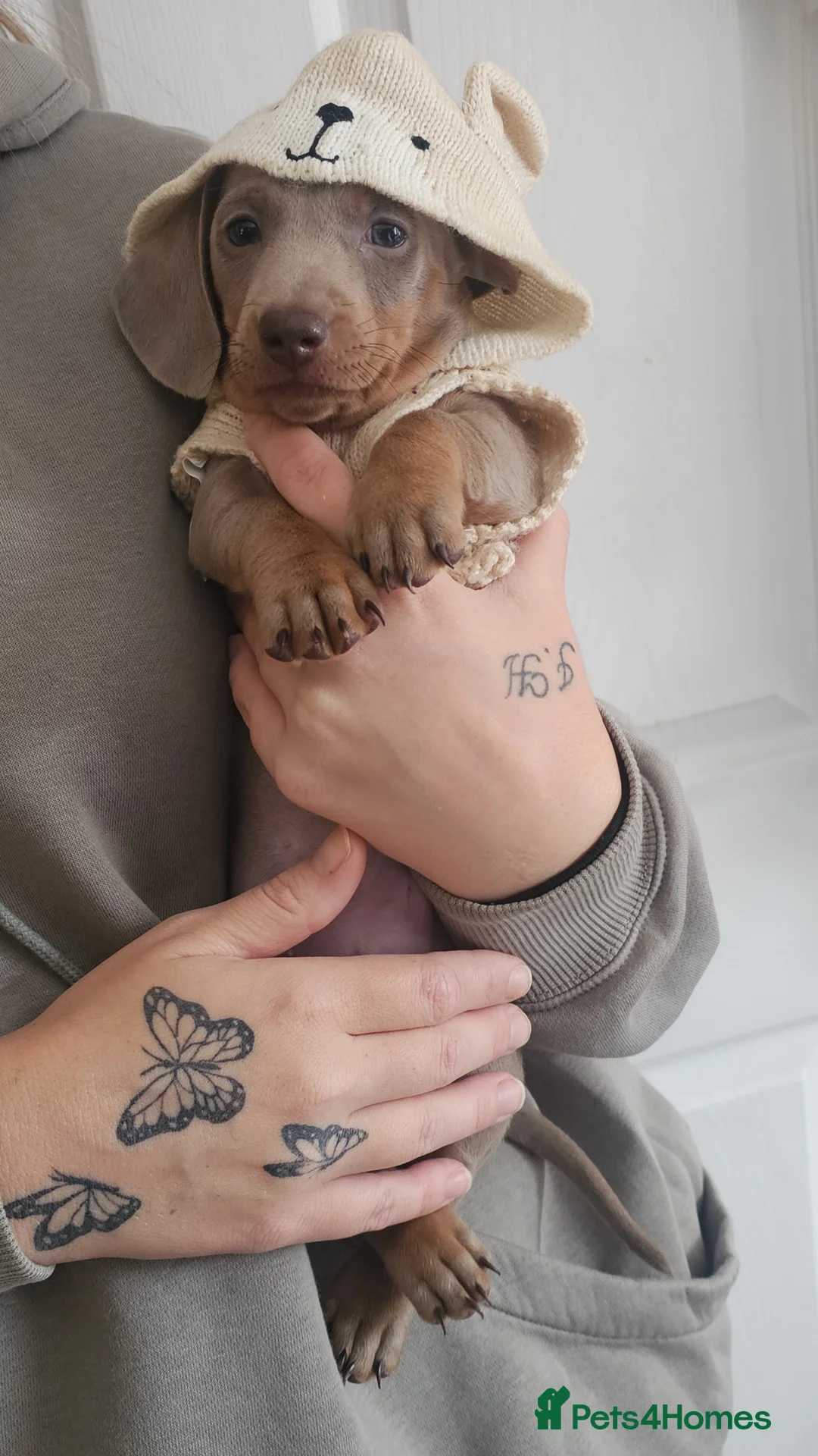 Miniature Dachshund dogs for sale: Miss b - Advert 1