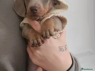 Miniature Dachshund dogs Miss b - Advert 3