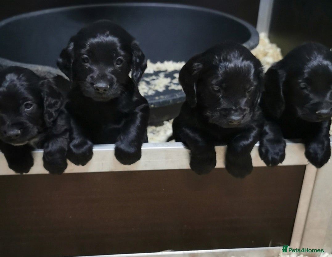 Cocker Spaniel dogs Black Cocker Spaniel Pups  - Advert 1