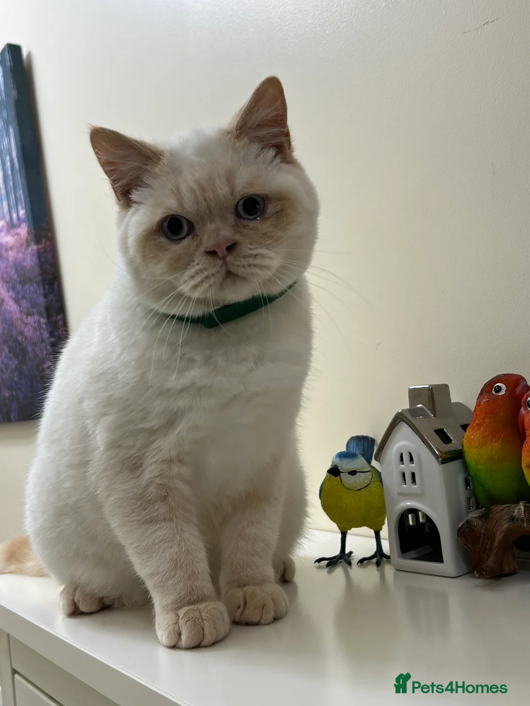 British Shorthair cats for sale: British Longhair & British Shorthair. - Advert 14