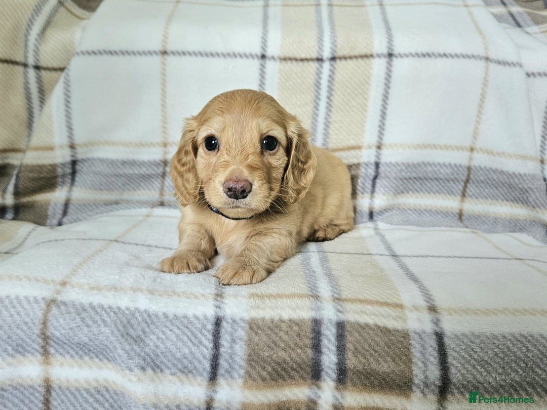 Miniature Dachshund dogs for sale: Beautiful long haired mini dachshunds  in Peterborough - Image 6