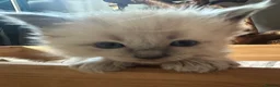 Ragdoll cats for sale: Pure blue point ragdoll kittens  - Advert 26