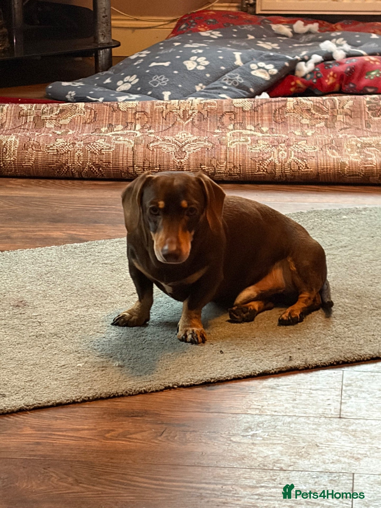 Dachshund dogs for sale: Schumy - Advert 10