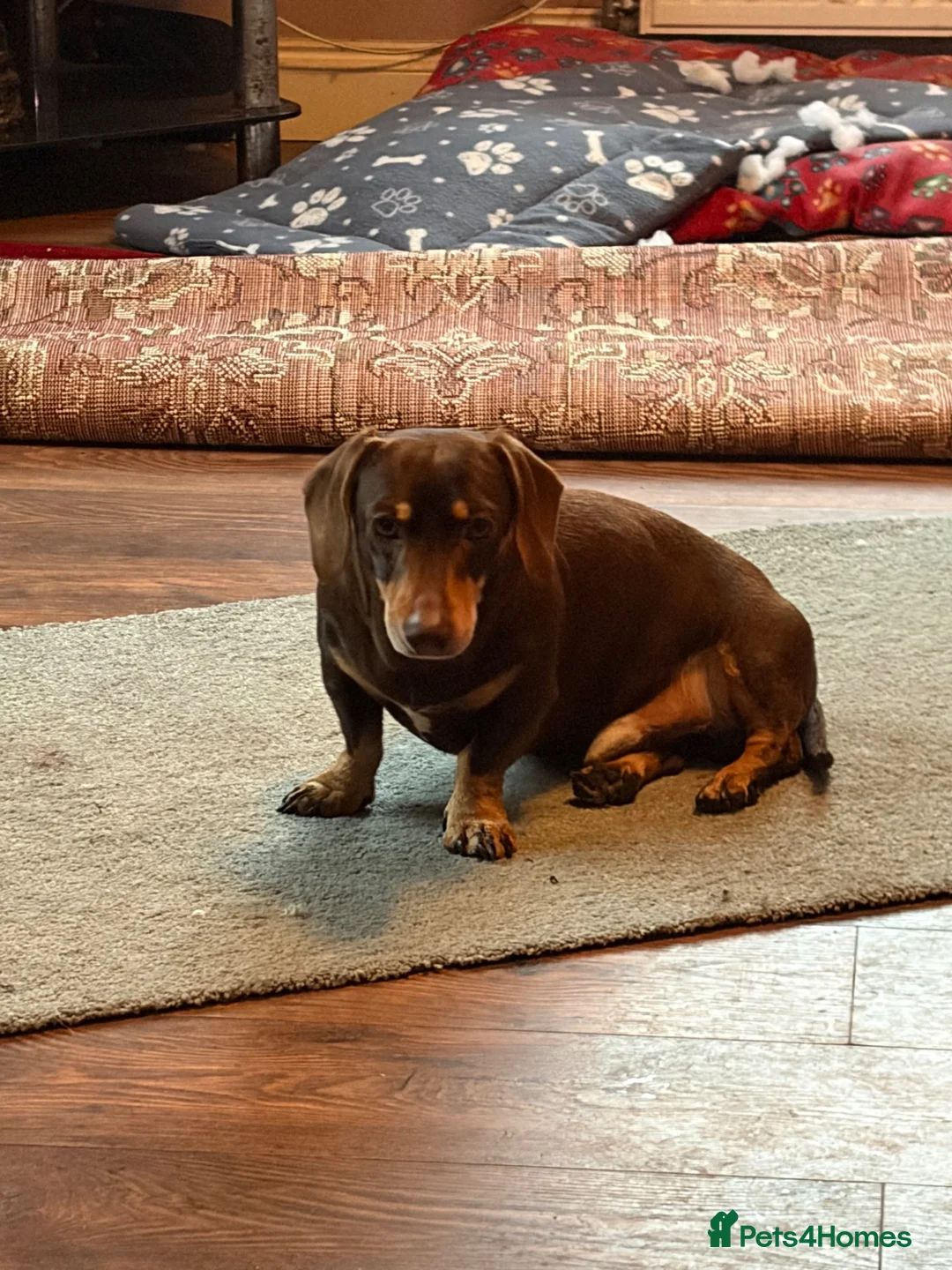 Dachshund dogs for sale: Schumy in Saint Austell - Advert 1