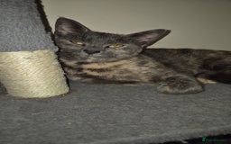 Mixed Breed cats for sale: Looking to rehome.  - Advert 2