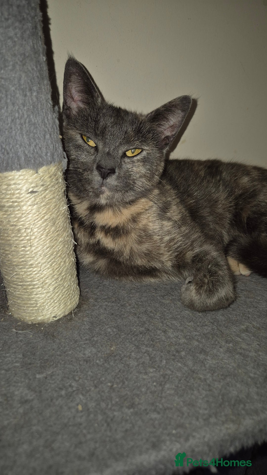 Mixed Breed cats for sale: Looking to rehome.  - Advert 2