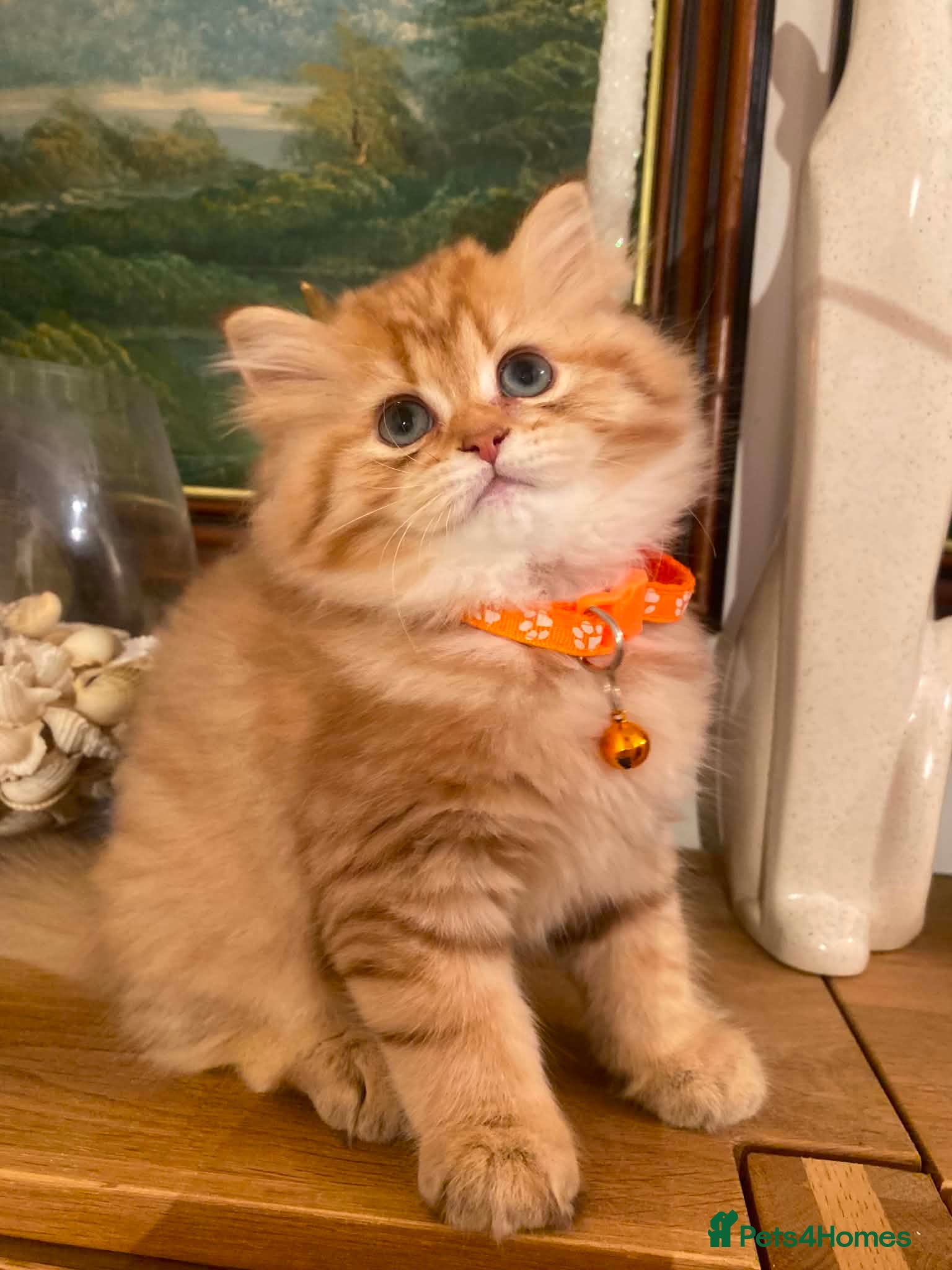 British Shorthair cats British shorthair kittens  - Advert 6
